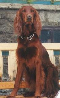 A-Charis of Jeverland