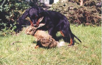 Lexa beim Apportieren