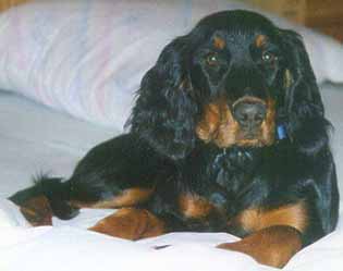 Russa vom Pinkafeld, alias Luna