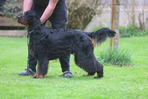 copyright by amazingceltics.com